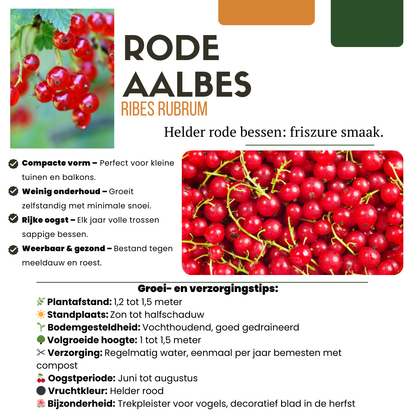 „Früchte-Oase“ BIO Obstpflanzen-Mix – Set mit 5 verschiedenen Sorten