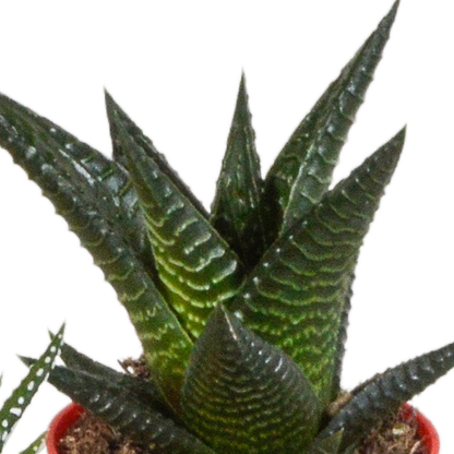 Gasteria/Haworthia-Mischung 5,5cm - 5x - in gekleurde plasticpot