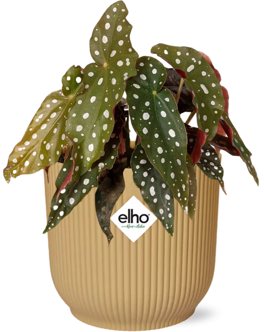 Begonia Maculata + ELHO Vibes Fold 14cm geel