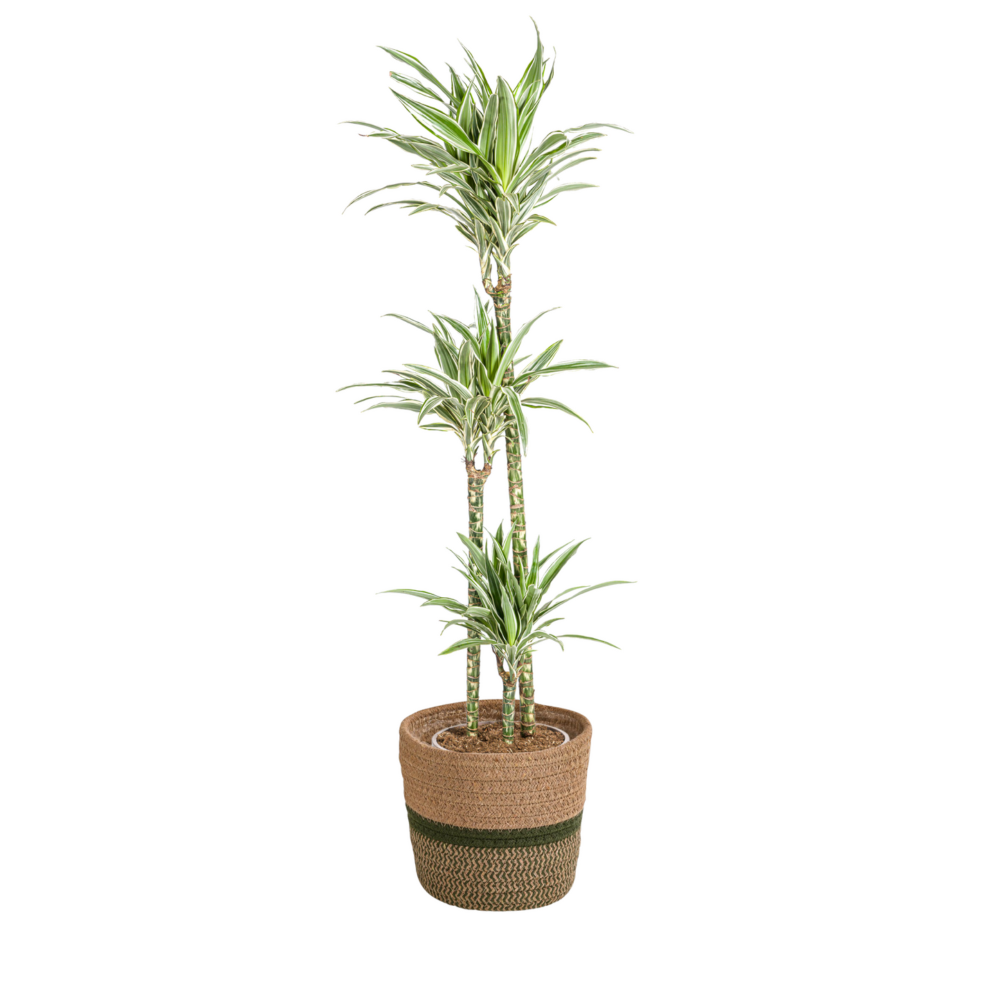 Dracaena Deremensis White Stripe mit Korb Ø24cm - ↕130 - 150cm