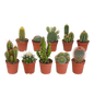 Kakteenmischung 5,5 cm - 10x - zonder pot