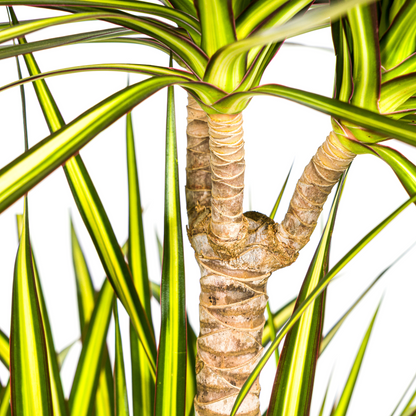 Dracaena Marginata Sunray mit Korb Ø24cm - ↕130 - 150cm