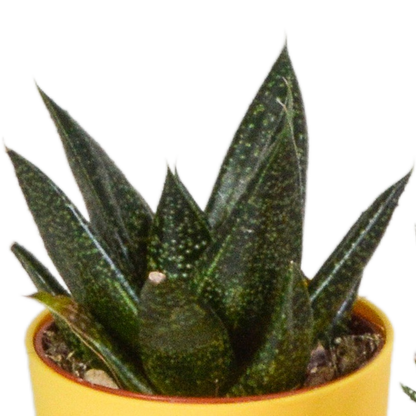 Gasteria/Haworthia-Mischung 5,5cm - 5x - in gekleurde plasticpot