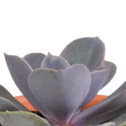 Cactus en vetplanten Mischung 5,5 cm | 15 stück - zonder pot