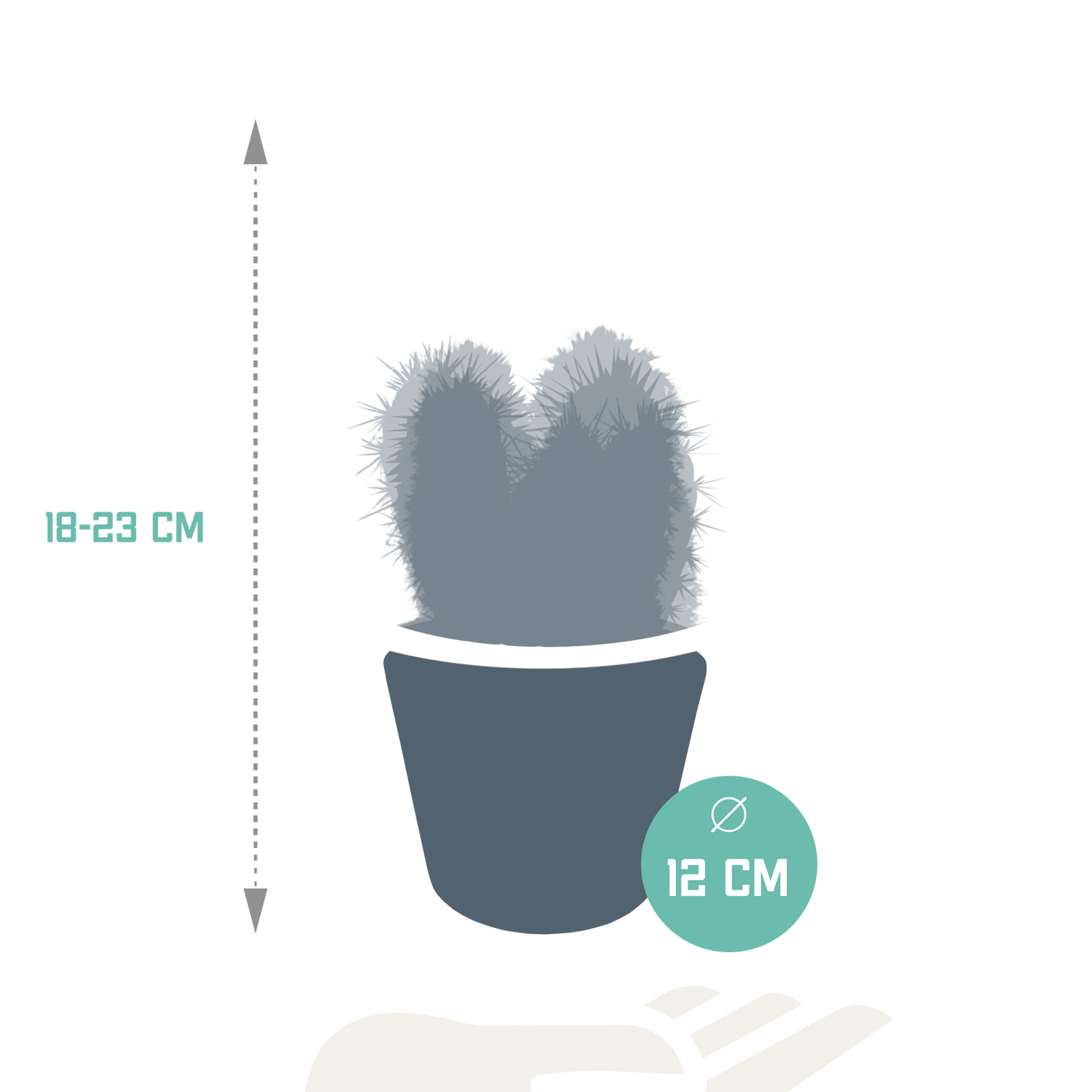 Cereus-Mischung 10,5 cm - 3x - in witte pot