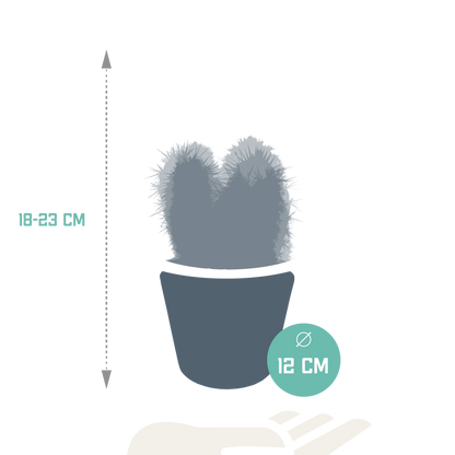 Cereus-Mischung 10,5 cm - 3x - in witte pot