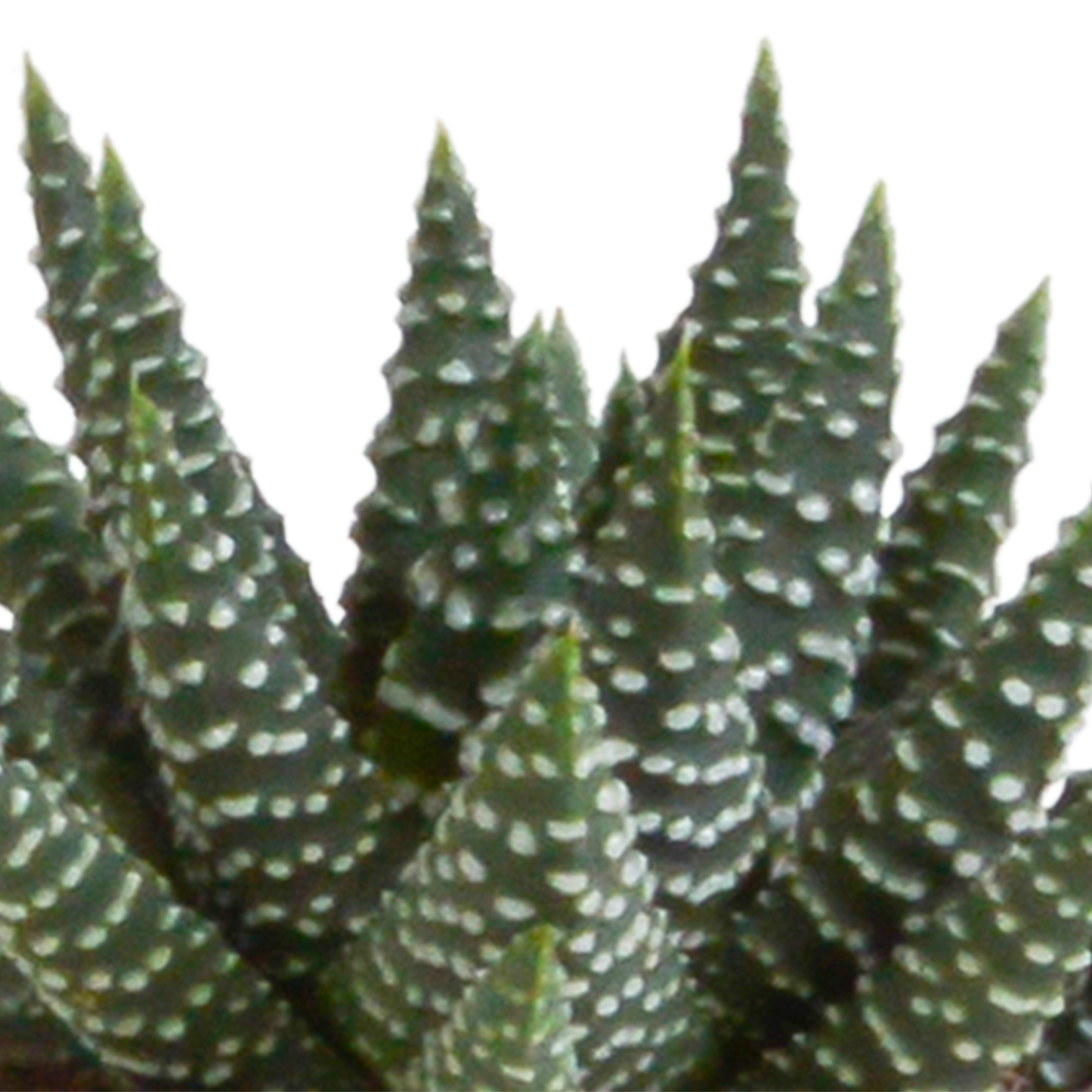 Gasteria/Haworthia-Mischung 5,5cm - 5x - in terracotta pot