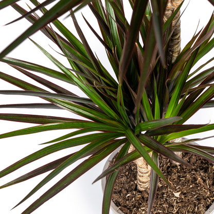 Dracaena Marginata Magenta mit Korb Ø24cm - ↕130 - 150cm