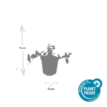 48x Vinca minor 'Ralph Shugert' - ↕10-25cm - Ø9cm