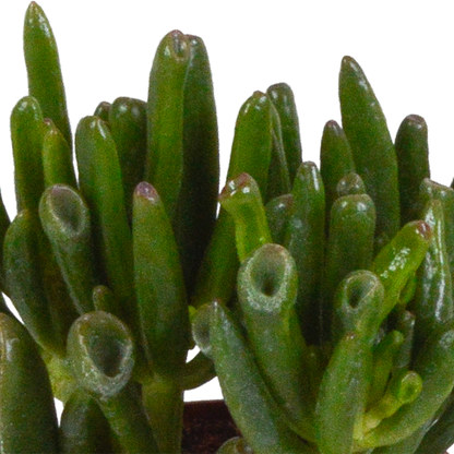 Crassula-Mix 8,5 cm - 3x - in witte pot