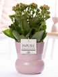 Kalanchoe Pink In P&PURE Plant Vase Maxima Pink - Ø12cm - ↕27cm