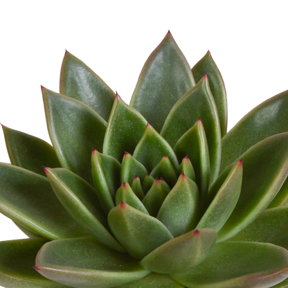 Echeveria-Mix 10,5 cm - 3x - in terracotta pot