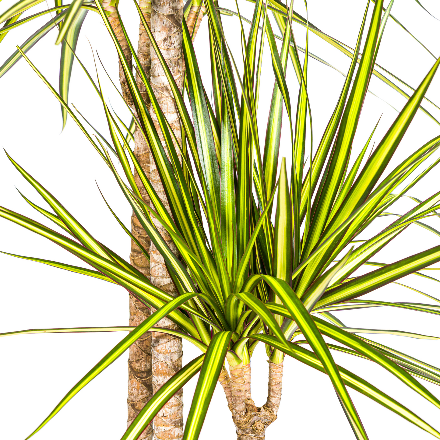 Dracaena Marginata Sunray mit Korb Ø24cm - ↕130 - 150cm