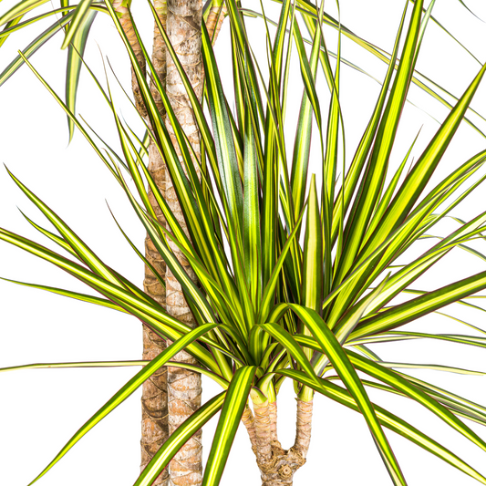 Dracaena Marginata Sunray mit Korb Ø24cm - ↕130 - 150cm