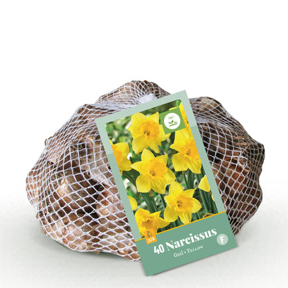 GreenboutiQ - Blumenzwiebeln - Narcis Yellow - Bulbs Hardy Perennial - Farbe Gelb - 40 Stück - Zwiebelgröße 10/12