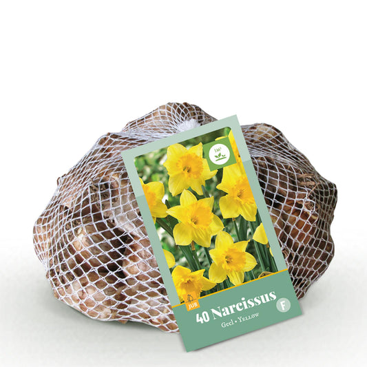 GreenboutiQ - Blumenzwiebeln - Narcis Yellow - Bulbs Hardy Perennial - Farbe Gelb - 40 Stück - Zwiebelgröße 10/12