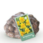 GreenboutiQ - Blumenzwiebeln - Narcis Yellow - Bulbs Hardy Perennial - Farbe Gelb - 40 Stück - Zwiebelgröße 10/12