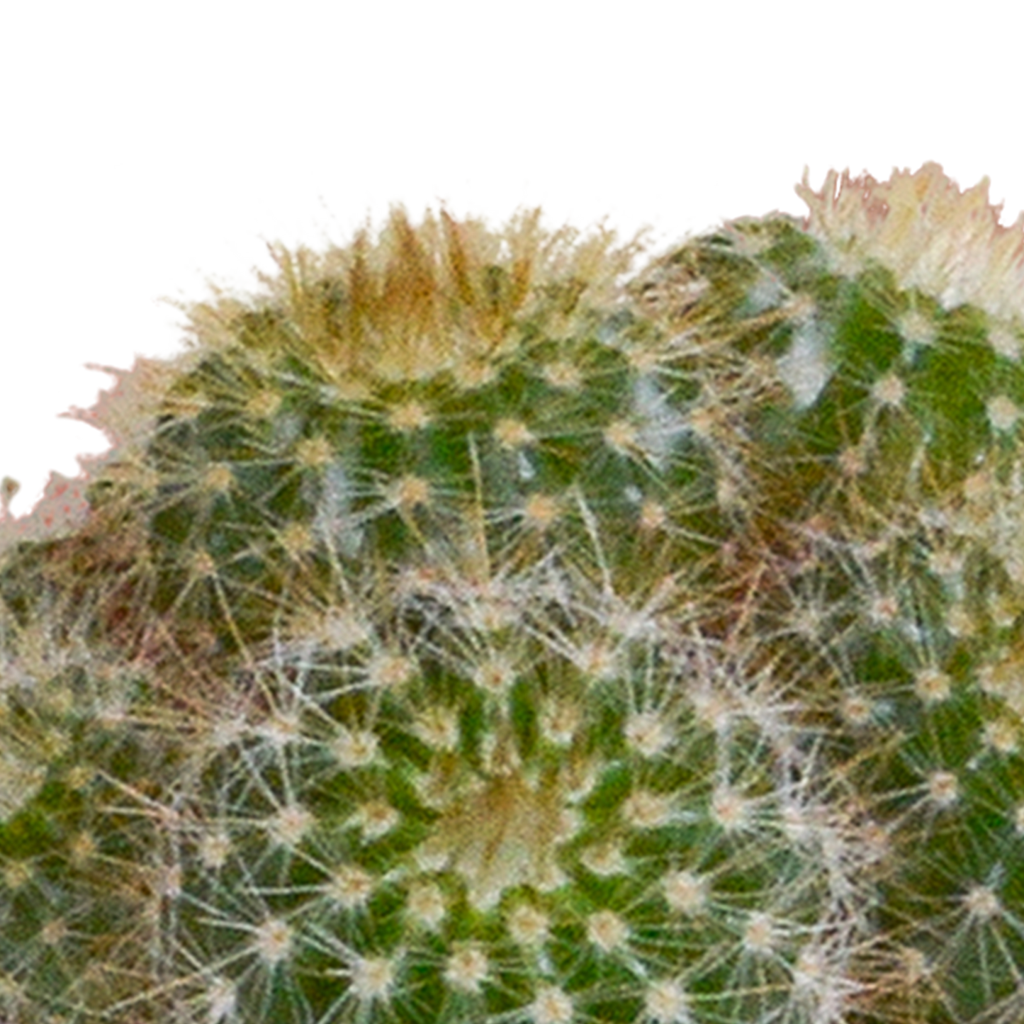 Kakteenmischung 5,5 cm - 5x - in witte pot