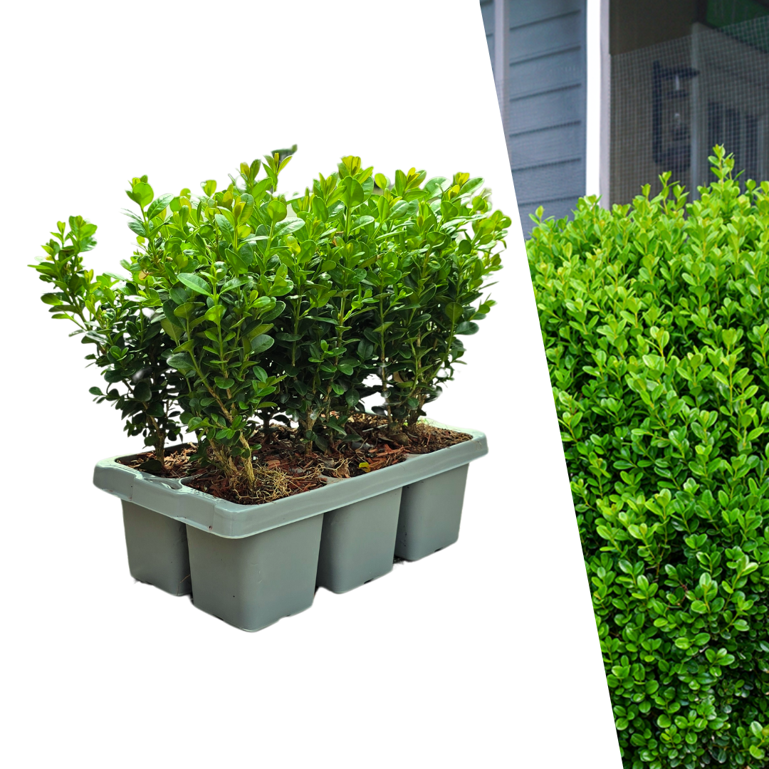 "Buxus NewGen Freedom Pflanzen 6er-Pack – Winterharte Immergrüne Sträucher  6 x Ø7 cm - ↕15 cm | Kompakter Buchsbaum"
