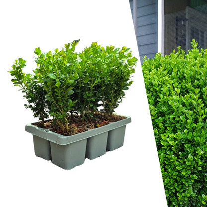 "Buxus NewGen Freedom Pflanzen 6er-Pack – Winterharte Immergrüne Sträucher  6 x Ø7 cm - ↕15 cm | Kompakter Buchsbaum"