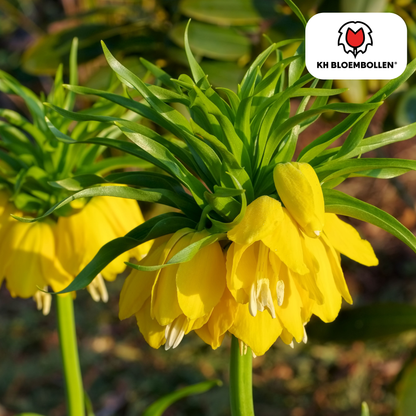 Fritillaria / Keizerskroon Lutea 5 stuks