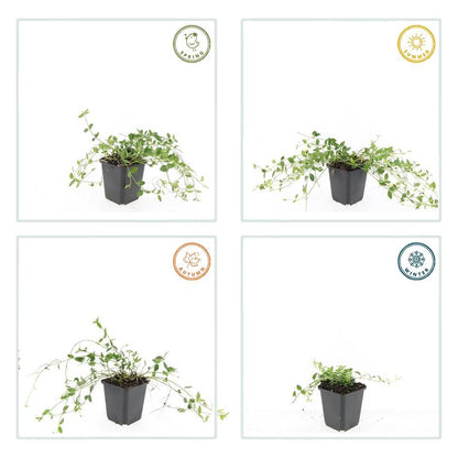 24x Vinca minor 'Gertrude Jekyll' - ↕10-25cm - Ø9cm