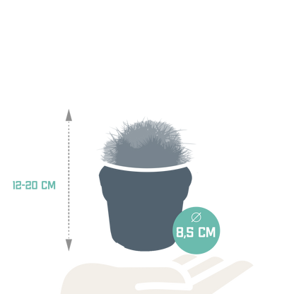 Bolcactus-Mischung 8,5 cm - zonder pot