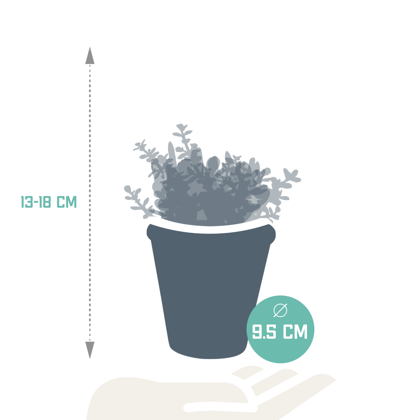 Crassula-Mix 8,5 cm - 3x - in terracotta pot