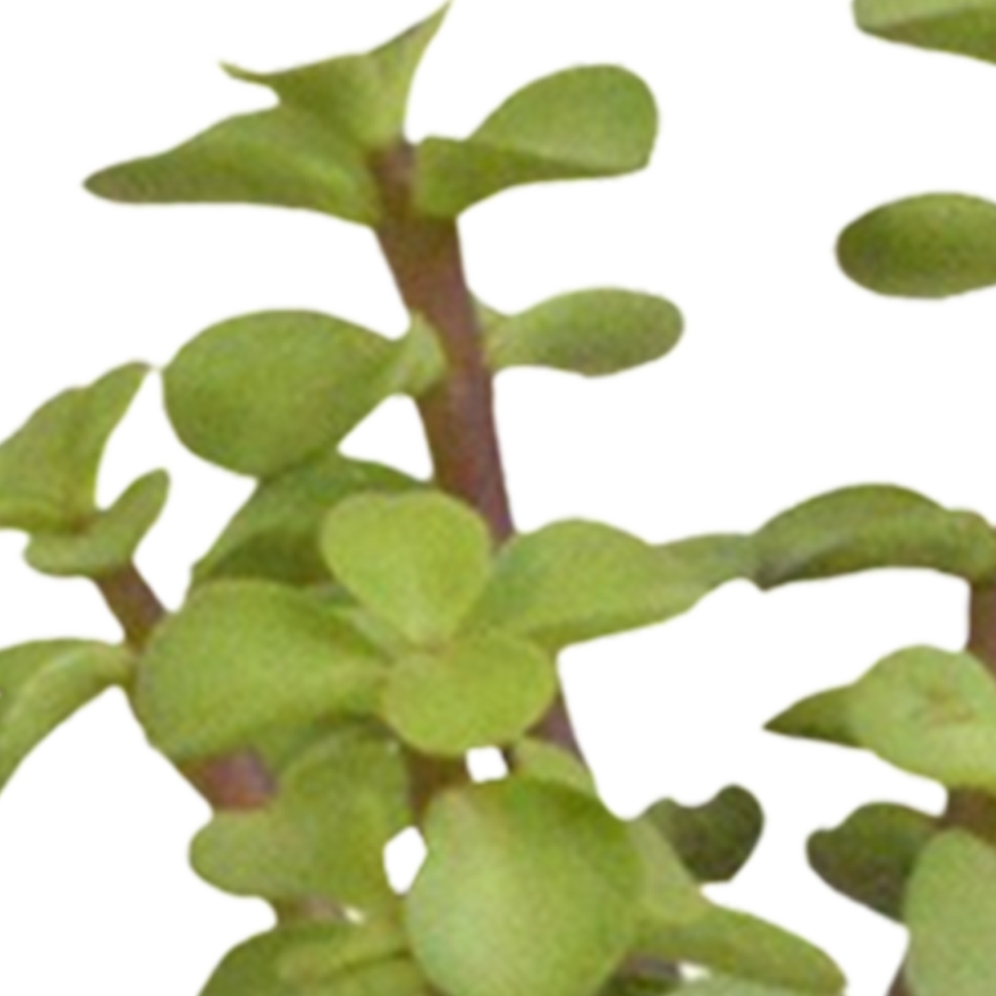 Cactus en vetplanten Mischung 5,5 cm | 15 stück - in witte pot