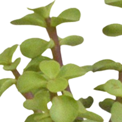 Cactus en vetplanten Mischung 5,5 cm | 15 stück - in witte pot