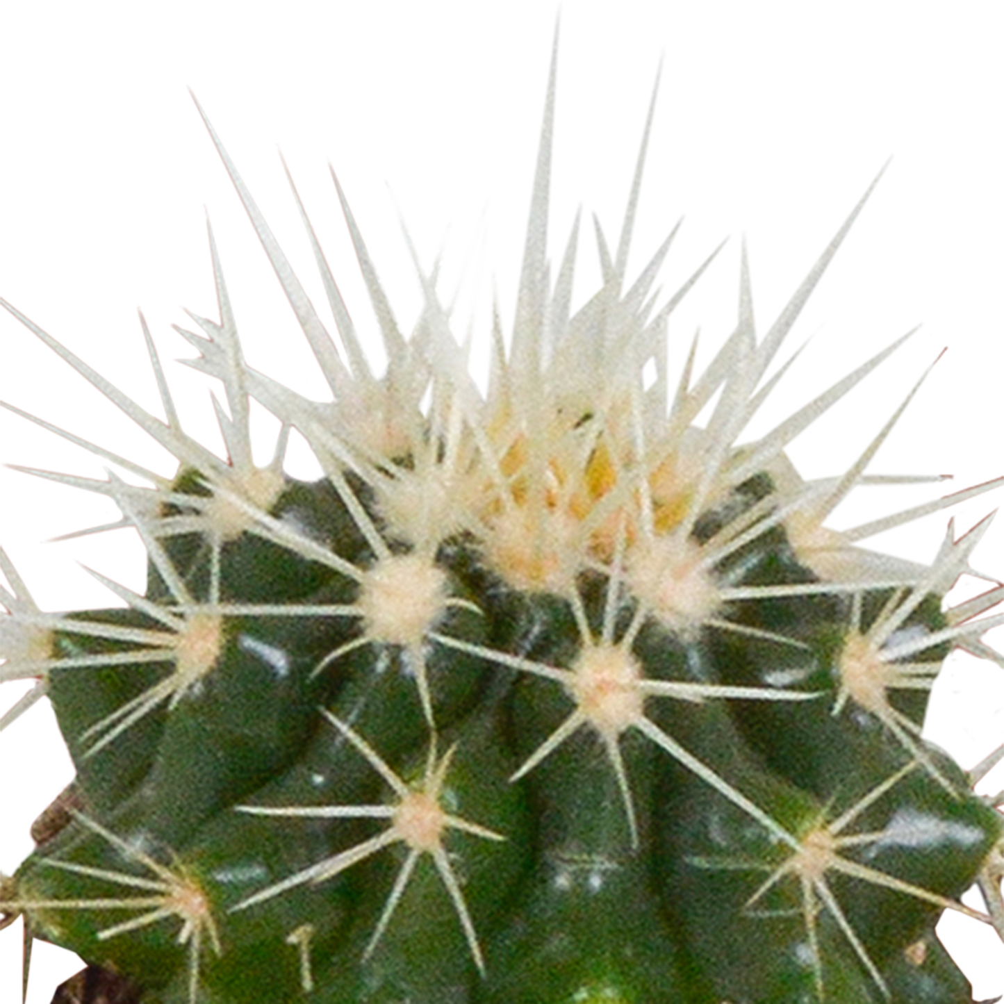 Cactus en vetplanten Mischung 5,5 cm | 15 stück - in witte pot