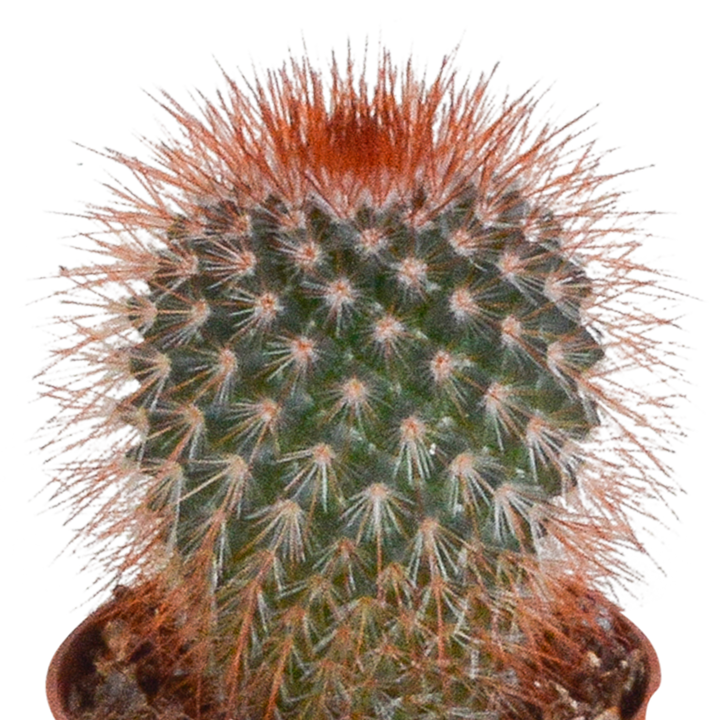 Kakteenmischung 5,5 cm - 5x - zonder pot