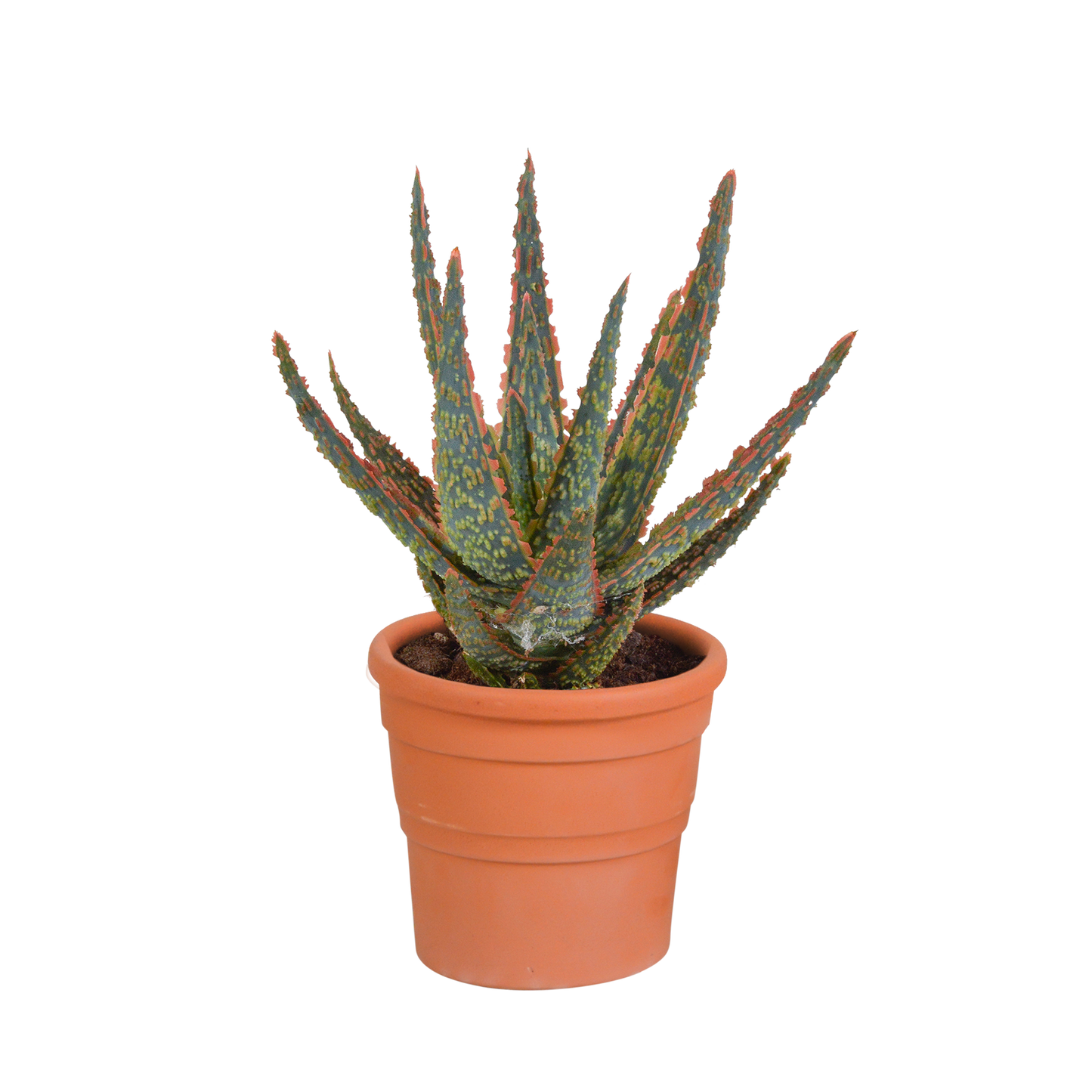 Hallo Zebrina Dannyz 10,5cm - in terracotta pot
