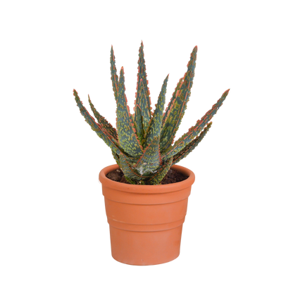 Hallo Zebrina Dannyz 10,5cm - in terracotta pot