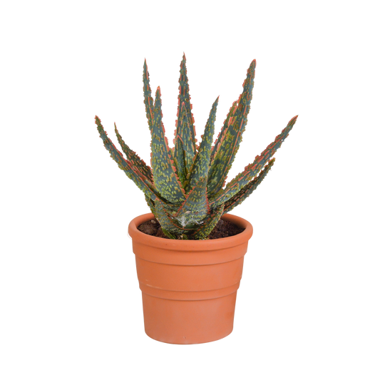 Hallo Zebrina Dannyz 10,5cm - in terracotta pot