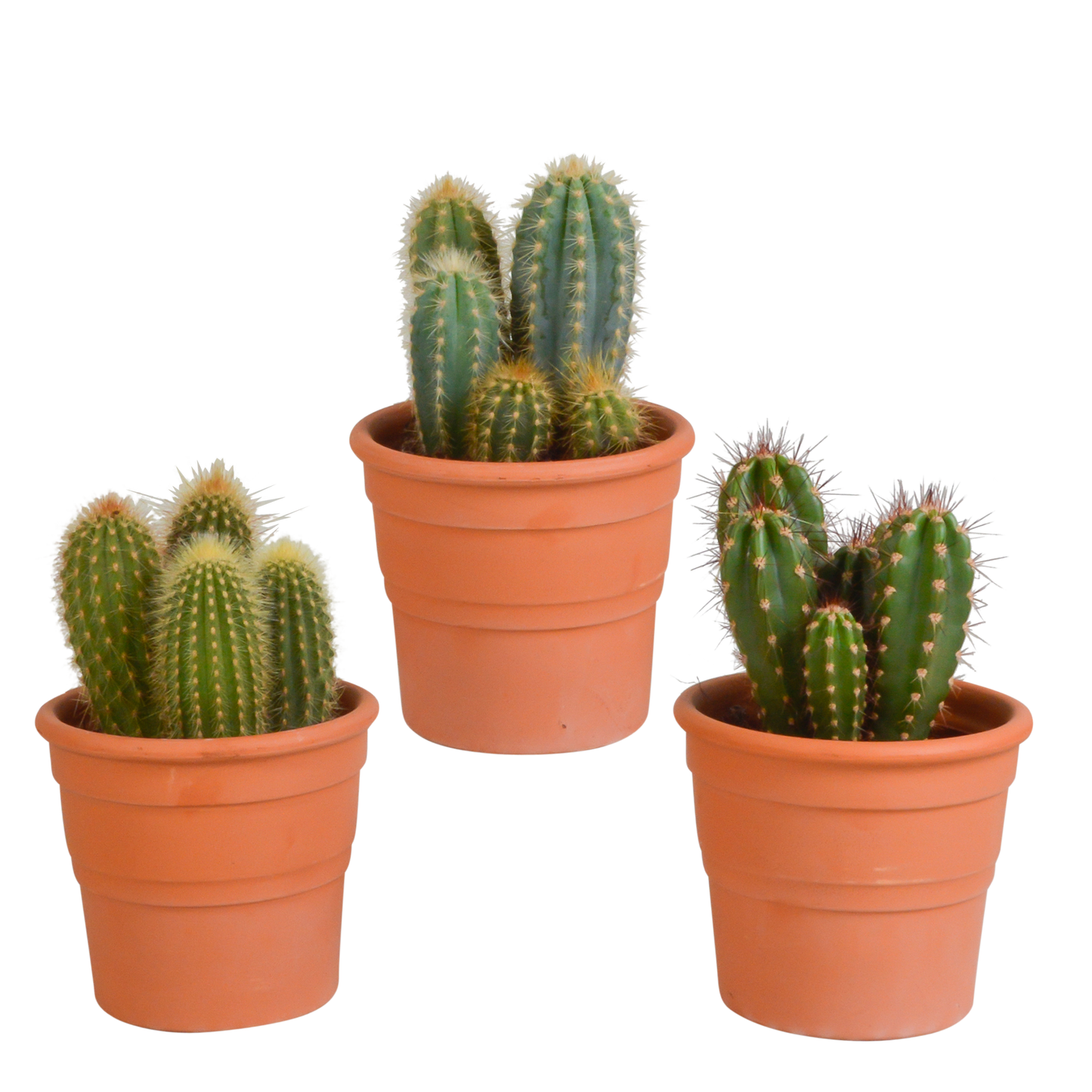 Cereus-Mischung 10,5 cm - 3x - in terracotta pot