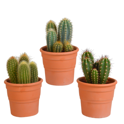 Cereus-Mischung 10,5 cm - 3x - in terracotta pot