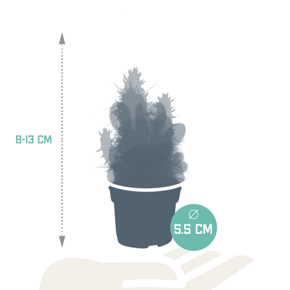 Kakteenmischung 5,5 cm - 10x - zonder pot