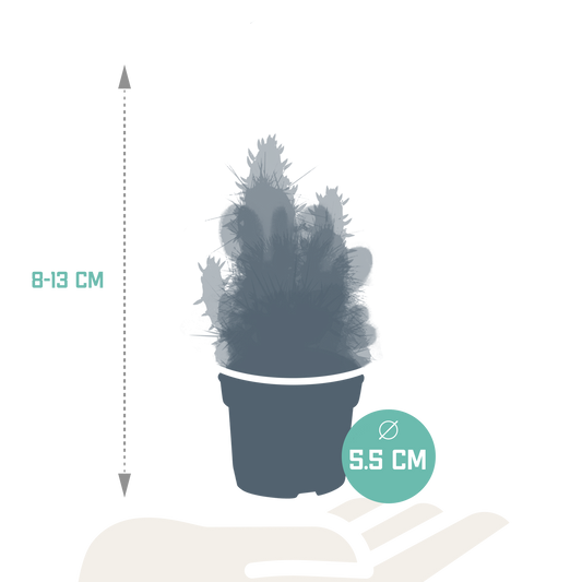Kakteenmischung 5,5 cm - 10x - zonder pot