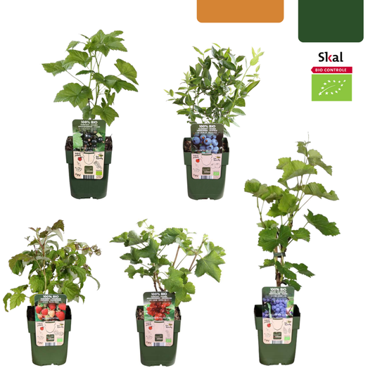 „Früchte-Oase“ BIO Obstpflanzen-Mix – Set mit 5 verschiedenen Sorten