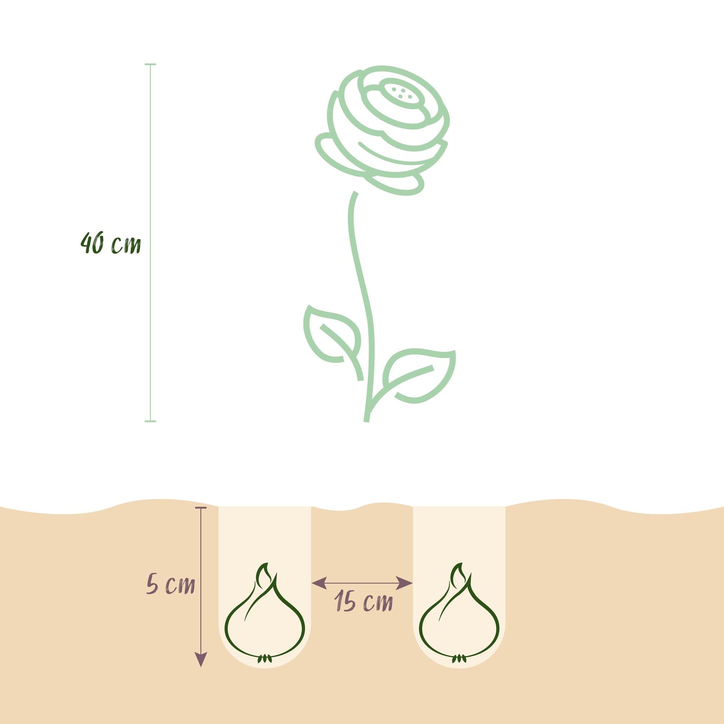 GreenboutiQ - Blumenzwiebeln - Ranunculus Mix - Bulbs Hardy Perennial - Verschiedene Farben - 40 Stück - Zwiebelgröße 5/6 - XXL Pack