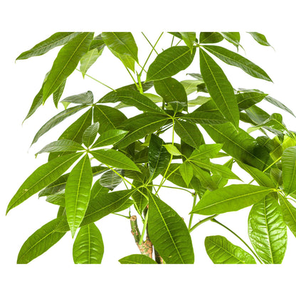 Pachira Aquatica mit Korb Ø21cm - ↕90 - 110cm