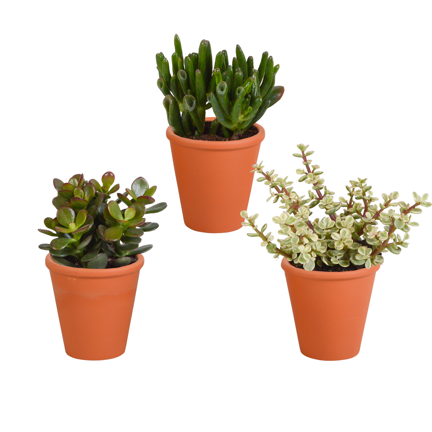 Crassula-Mix 8,5 cm - 3x - in terracotta pot