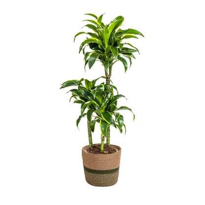 Dracaena Deremensis Dorado mit Korb Ø21cm - ↕100 - 120cm