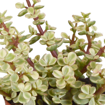 Crassula-Mix 8,5 cm - 3x - in witte pot