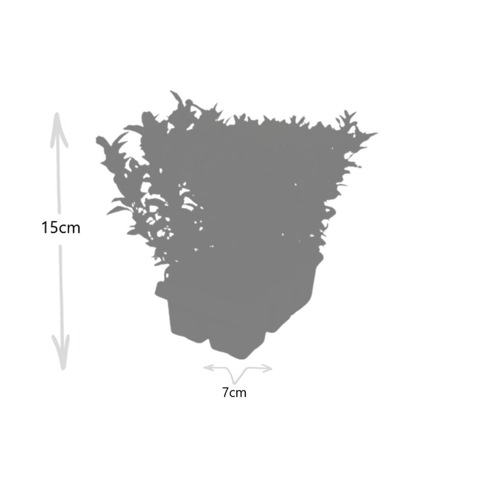 8 x 6er-Pack Euonymus 'Green Spire' – Ø 7 cm – ↨ 15 cm