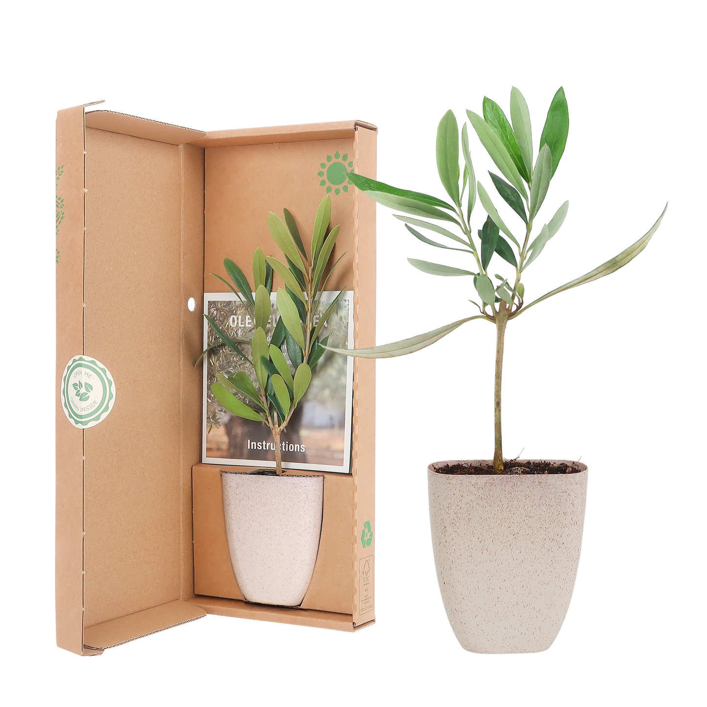 Mini-Olivenbaum im Briefkasten mit Informationsbroschüre