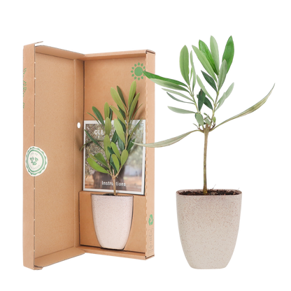 Mini-Olivenbaum im Briefkasten mit Informationsbroschüre