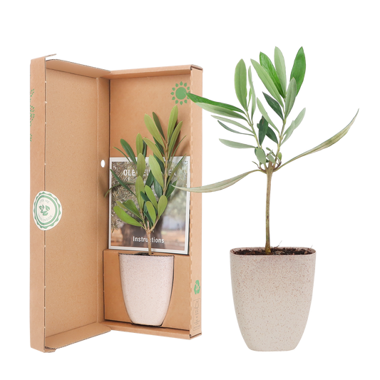 Mini-Olivenbaum im Briefkasten mit Informationsbroschüre