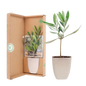 Mini-Olivenbaum im Briefkasten mit Informationsbroschüre